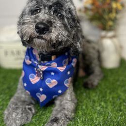 Bella - Cockapoo