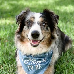 Gemma - Miniature Australian Shepherd