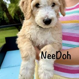 NeeDoh - male Golden Mountain Doodle puppy in Ormond Beach, Florida from Honeycomb Doodles