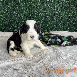 Orange girl - Black and white female Bernedoodle puppy in Modesto, California from Two Doods Doodles