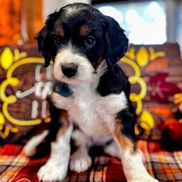 Maple - Black phantom female Aussiedoodle puppy in Orange Cove, California from Sand Creek Ranch Aussiedoodles