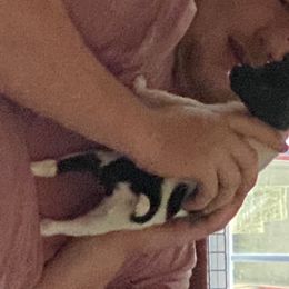 Toy Fox Terrier Puppies from Sharpfox Toy Fox Terriers
