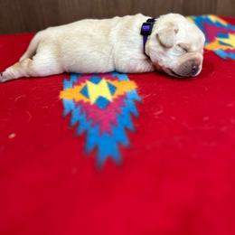 Purple Girl - Yellow female Labrador Retriever puppy in Iowa City, Iowa from Country Road Acres