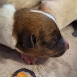 Gilgy - Sable male Pembroke Welsh Corgi puppy in Purcellville, Virginia from Rhone River Farm Pembroke Welsh Corgis