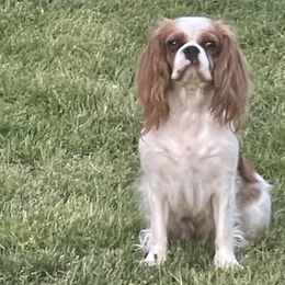 Lucy - Cavalier King Charles Spaniel