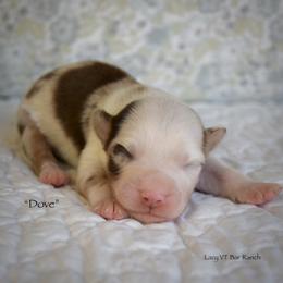 Dove - Red merle female Miniature Australian Shepherd puppy in Evant, Texas from Lazy VT Bar Ranch