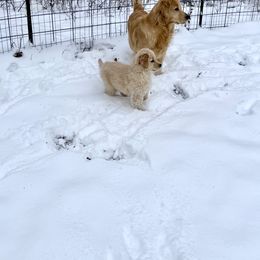 Golden Retriever Puppies from Evergrace Goldens
