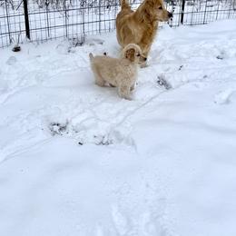 Golden Retriever Puppies from Evergrace Goldens