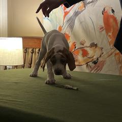 Pointer Puppies from Lake Effect