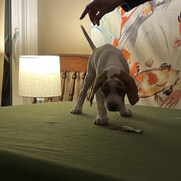 Pointer Puppies from Lake Effect