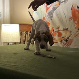 Pointer Puppies from Lake Effect