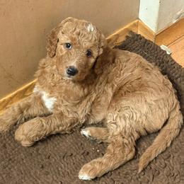 Belle - Apricot female Goldendoodle puppy in Indiana, Pennsylvania from Kathy's Doodles