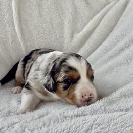 Valentino - Blue merle male Australian Shepherd puppy in Cypress, Texas from Cypress Aussies