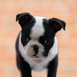 Pumpkin - Black brindle and white Boston Terrier puppy in Catawba, Virginia from Echo Ridge Kennel
