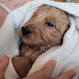 Goldendoodle Puppies from 3 Willows Goldendoodles