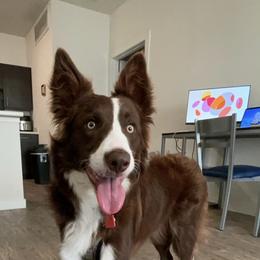 Border Collie Puppies from Ferguson Border Collies