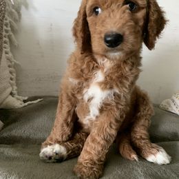 Goldendoodle Puppies from Edge Farm Goldendoodles