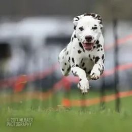 Dalmatians from Andiron Dalmatians