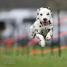 Dalmatians from Andiron Dalmatians