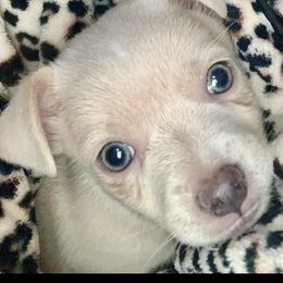 Chihuahua Puppies from Van Ausdoll Kennels