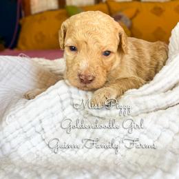 Miss Piggy - Apricot female Goldendoodle puppy in Grove, Oklahoma from Guinn Family Farms