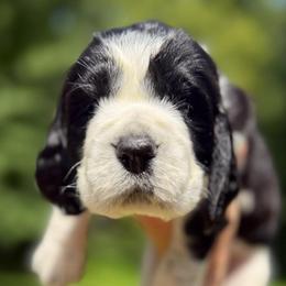 Rowan's Creek - Black and white female English Springer Spaniel puppy in Hawesville, Kentucky from Bristol’s Southern English Springer Spaniels