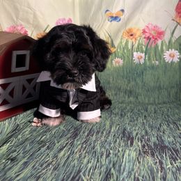Jasper - Black and white Havanese puppy in Clermont, Florida from Country Sweet Havanese and Creative Coaching