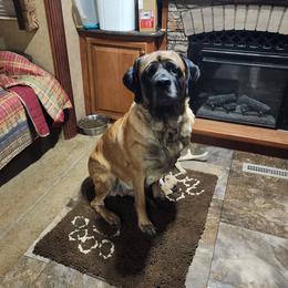 Juno - Mastiff