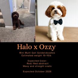 Upcoming litter: Read description - Red  male Goldendoodle puppy in Fort Myers, Florida from Gandystailsofjoy