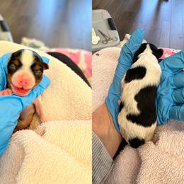 Girl 1 - Blue tan and white female Biewer Terrier puppy in Chester, South Carolina from Classic Biewers