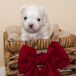 Maltese puppies from Royal Korean Maltese