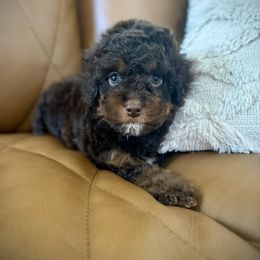 Franklin - Black white and tan male Cockapoo puppy in Danielsville, Georgia from Meg's Doodles and Poodles