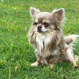 Duke - Chihuahua