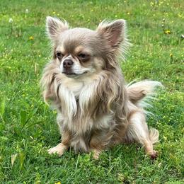 Duke - Chihuahua