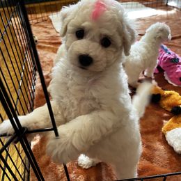 Girl pup - White female Bichon Frise puppy in Wilmington, North Carolina from Cape Fear Bichons