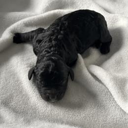 Bernedoodle Puppies from Cascade Country Doodles