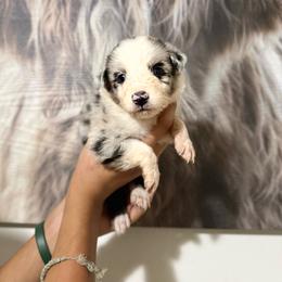 Walker - Blue merle male Miniature Australian Shepherd puppy in Tucson, Arizona from Soqui Ortiz Cattle Ranch
