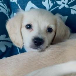 Nutmeg - Cream female Dachshund puppy in Vero Beach, Florida from Joseph’s Dachshunds