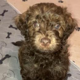 Dolly - Brown female Bernedoodle puppy in Williston, Florida from Tera Caldwell