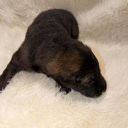 Boy 5 - Sable male German Shepherd puppy in Hollis Center, Maine from Noble German Shepherds of Maine