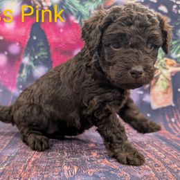 Miss Pink - Chocolate female Labradoodle puppy in Lebanon, Pennsylvania from Robertson's Retrievers and Doodles