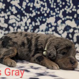 Miss Gray - Merle female Goldendoodle puppy in Lebanon, Pennsylvania from Robertson's Retrievers and Doodles