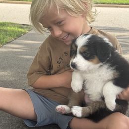 Australian Shepherd All Grown Up from Mad Ranch