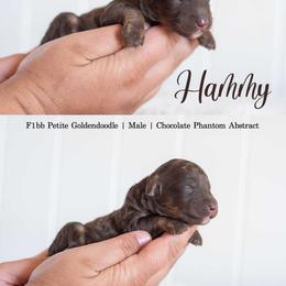 Hammy - Phantom male Goldendoodle puppy in Woodruff, South Carolina from Crooked Creek Doodles and Poodles