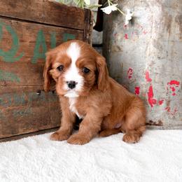 Anya - Ruby female Cavalier King Charles Spaniel puppy in Highland, Utah from Furever Cavaliers