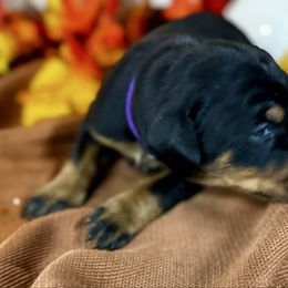 Isla - Black and rust female Doberman Pinscher puppy in Aredale, Iowa from Royal Dynasty Dobermann Kennel