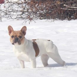 Sparrow - French Bulldog