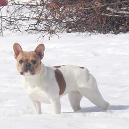 Sparrow - French Bulldog