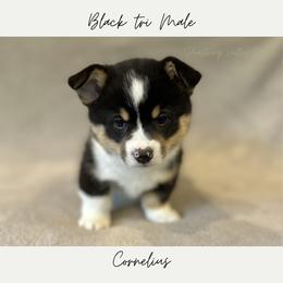 Cornelius - Black and tan male American Corgi puppy in Onalaska, Washington from Shoestring Valley Corgis