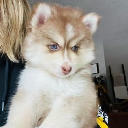 Blaine - Chocolate female Pomsky puppy in Rathdrum, Idaho from Smart Pomskies and Frenchies